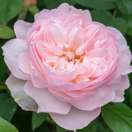 Own-Root One Gallon Gentle Hermione® David Austin Rose by Heirloom Roses
