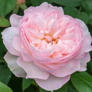 Own-Root One Gallon Gentle Hermione  David Austin Rose by Heirloom Roses