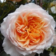 Own-Root One Gallon Ginger Syllabub  English Legend Rose by Heirloom Roses