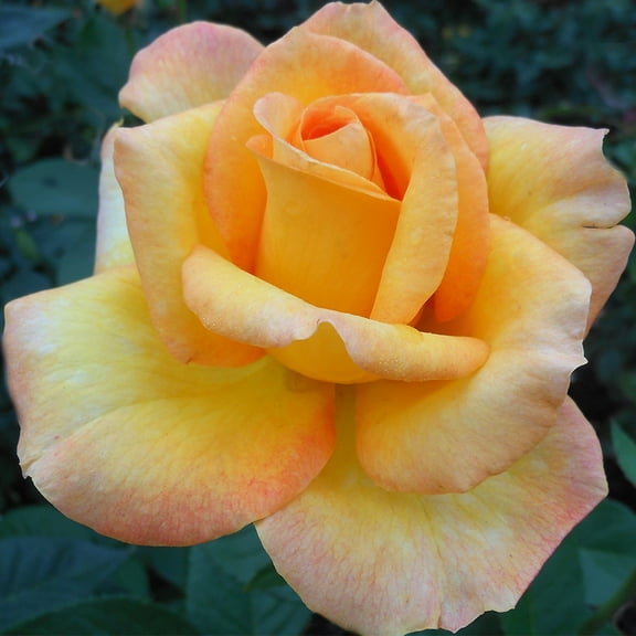 Own-Root One Gallon Gold Medal Grandiflora Rose by Heirloom Roses