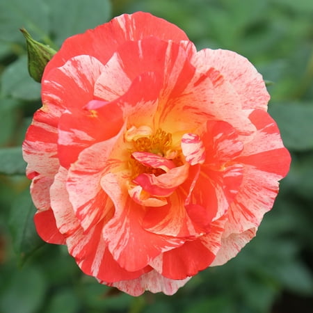 Own-Root One Gallon Grimaldi ® Floribunda Rose by Heirloom Roses