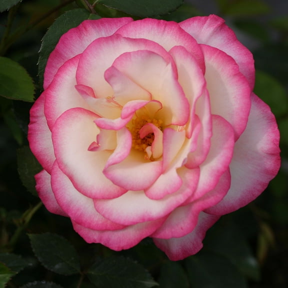 Own-Root One Gallon Handel Climbing Rose by Heirloom Roses