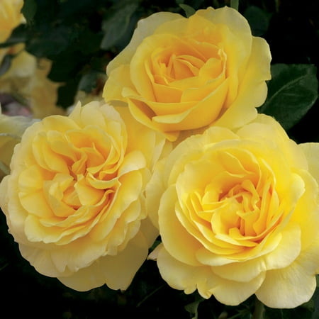 Own-Root One Gallon Happy Go Lucky™ Grandiflora Rose by Heirloom Roses