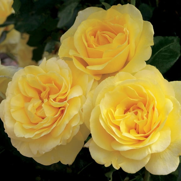 Own-Root One Gallon Happy Go Lucky Grandiflora Rose by Heirloom Roses