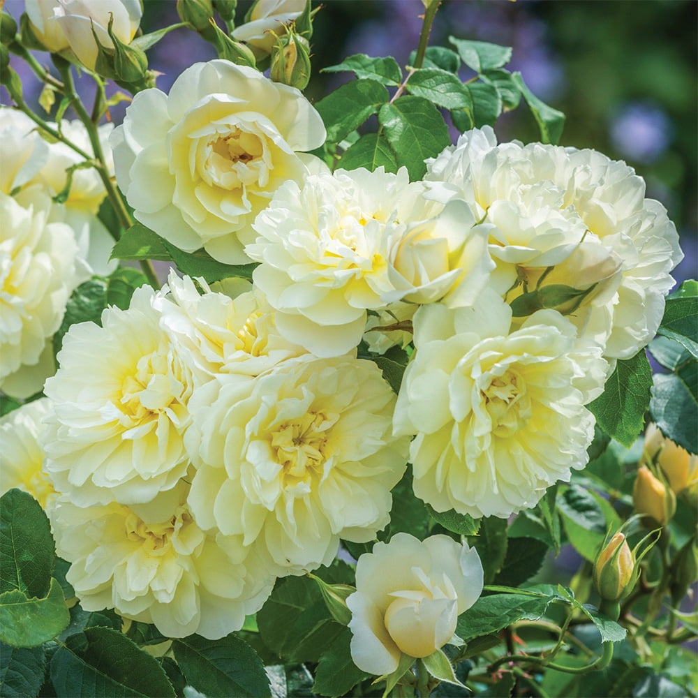 David Austin Lemon Roses Heirloom Roses 3' Soft Lemon Imogen David Austin Rose Live Plants in 1 ...