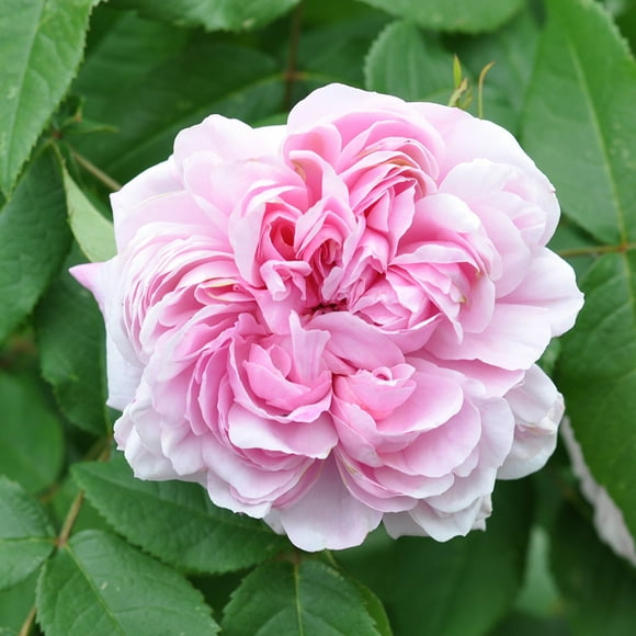 Own-Root One Gallon Jacques Cartier Portlands Rose by Heirloom Roses