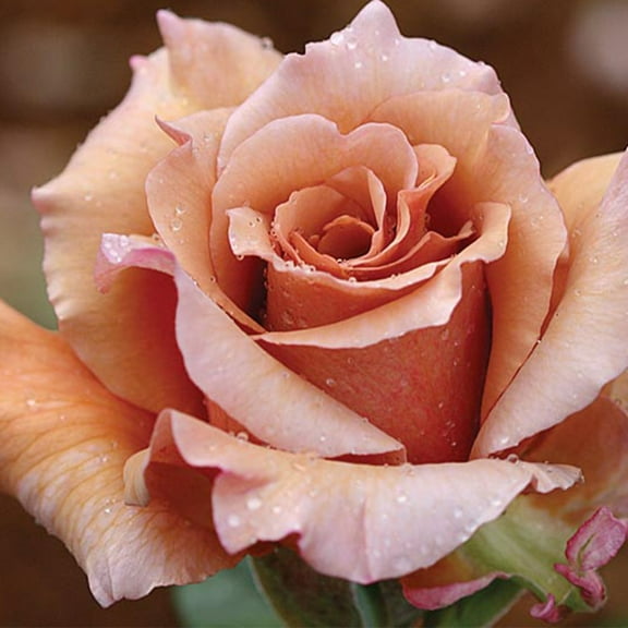 Own-Root One Gallon Julia's Rose® Hybrid Tea Rose by Heirloom Roses
