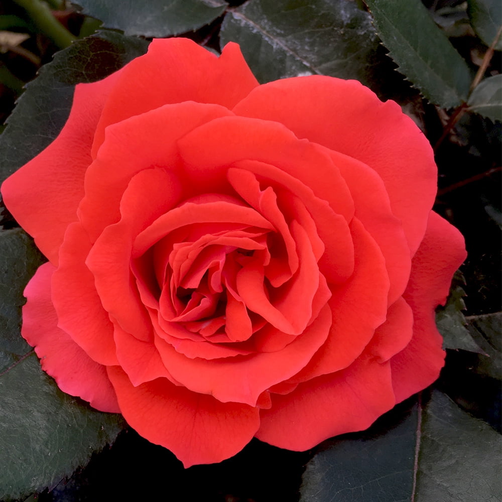 Own-Root One Gallon Kanegem Floribunda Rose by Heirloom Roses - Walmart.com
