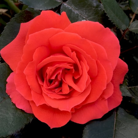 Own-Root One Gallon Kanegem Floribunda Rose by Heirloom Roses