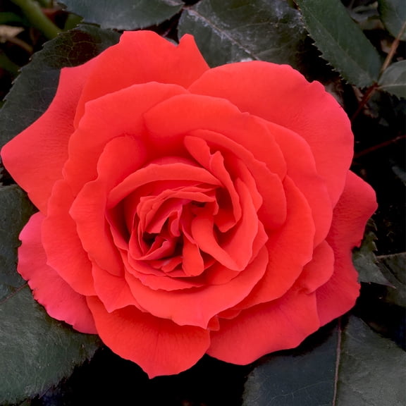 Own-Root One Gallon Kanegem Floribunda Rose by Heirloom Roses