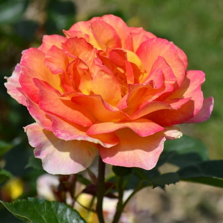 Own-Root One Gallon La Parisienne Grandiflora Rose by Heirloom Roses