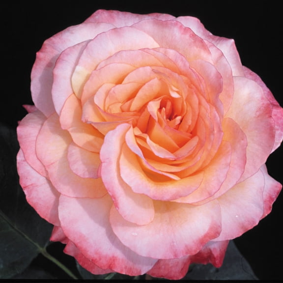 Own-Root One Gallon Laura Shrub Rose by Heirloom Roses