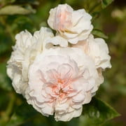 Own-Root One Gallon Lexy  Hybrid Musk Rose by Heirloom Roses