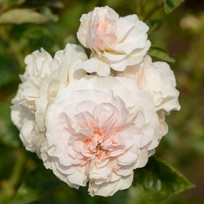 Own-Root One Gallon Lexy Hybrid Musk Rose by Heirloom Roses