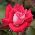 thumbnail image 1 of Own-Root One Gallon Love Grandiflora Red Rose by Heirloom Roses, 1 of 3