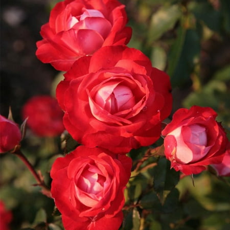 Own-Root One Gallon Mandarin Ice® Red Floribunda Rose by Heirloom Roses