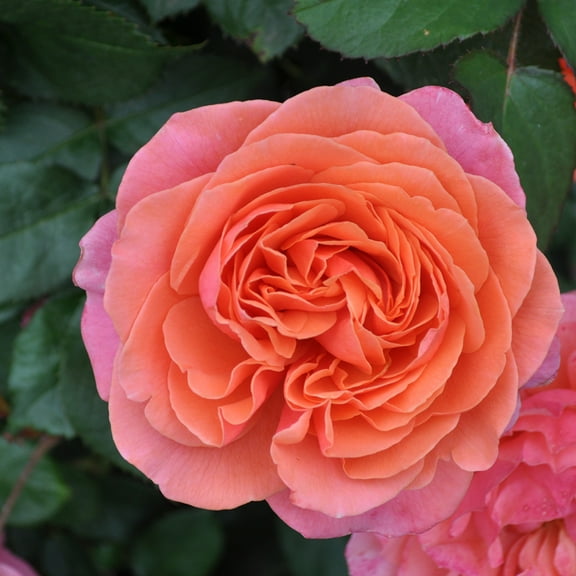 Heirloom Roses 5' Pink to Orange Matchless Mother Rose Live Plants in 1 Gallon Containers, Fragrant