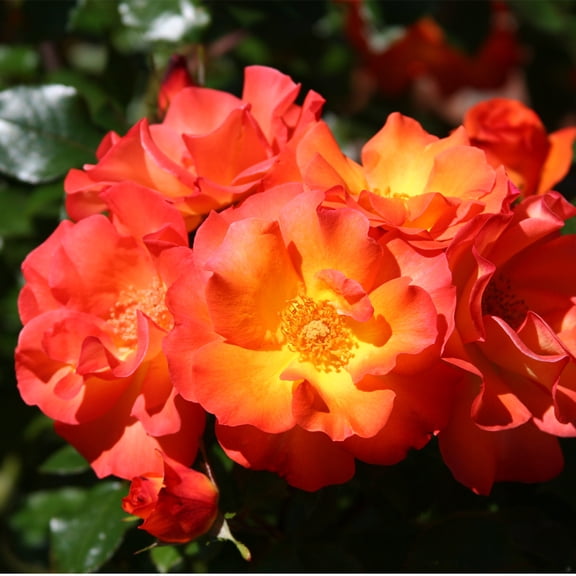 Own-Root One Gallon Playboy® Shrub Rose by Heirloom Roses