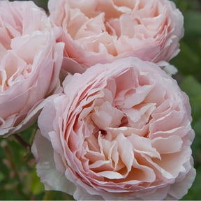 Own-Root One Gallon Princesse Charlene de Monaco Hybrid Tea Rose by Heirloom Roses