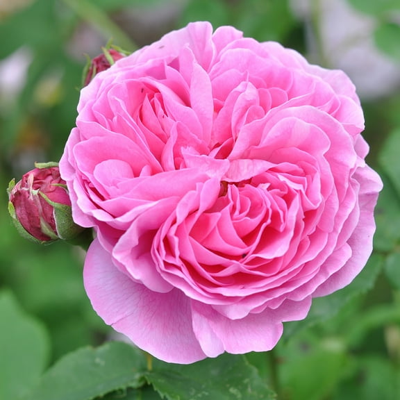 Own-Root One Gallon Reine Victoria Bourbon Rose by Heirloom Roses