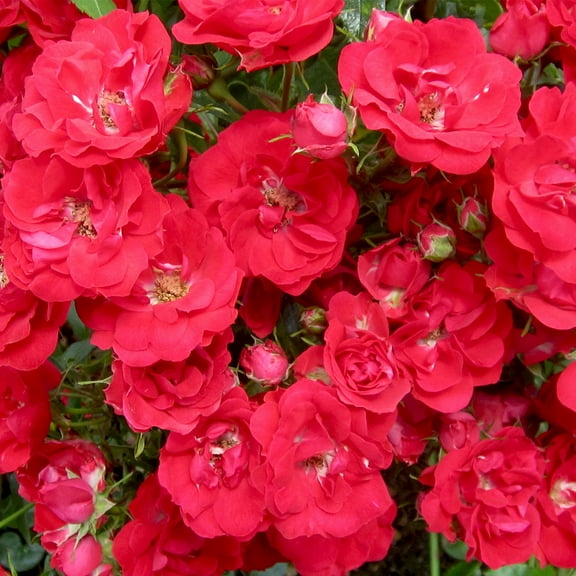 Own-Root One Gallon Ruby Meidiland Landscape Rose by Heirloom Roses