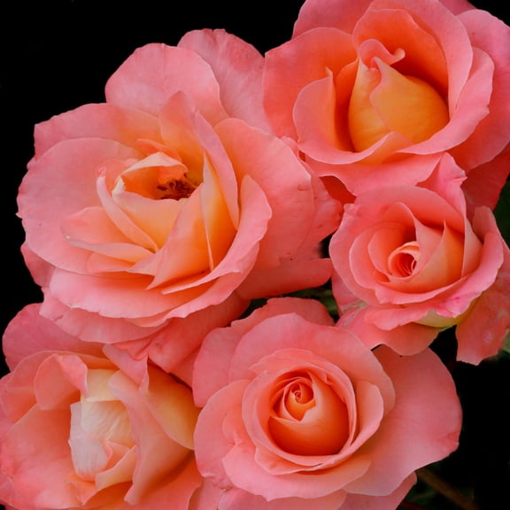Own-Root One Gallon Sea Pearl Floribunda Rose by Heirloom Roses