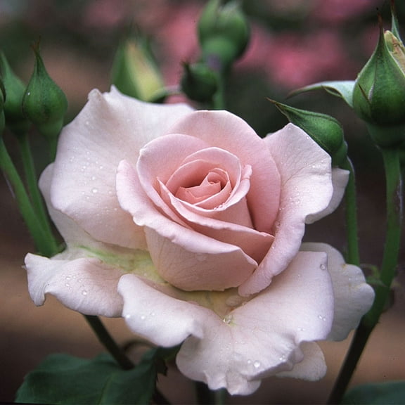 Own-Root One Gallon Stainless Steel Hybrid Tea Rose by Heirloom Roses