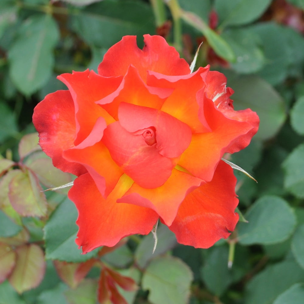 OwnRoot One Gallon Sunrise At Heirloom Shrub Rose by Heirloom Roses