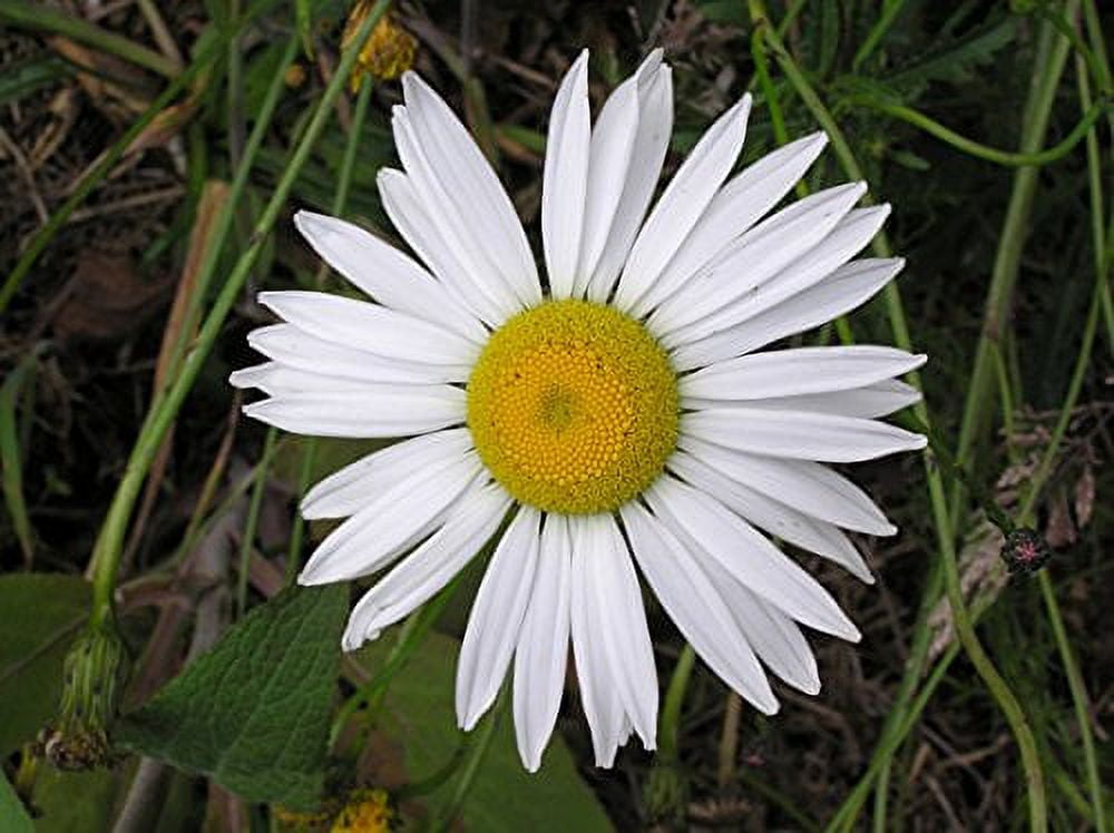 Ox Eye Daisy Nice Garden Flower by Seed Kingdom 1 Lb Seeds