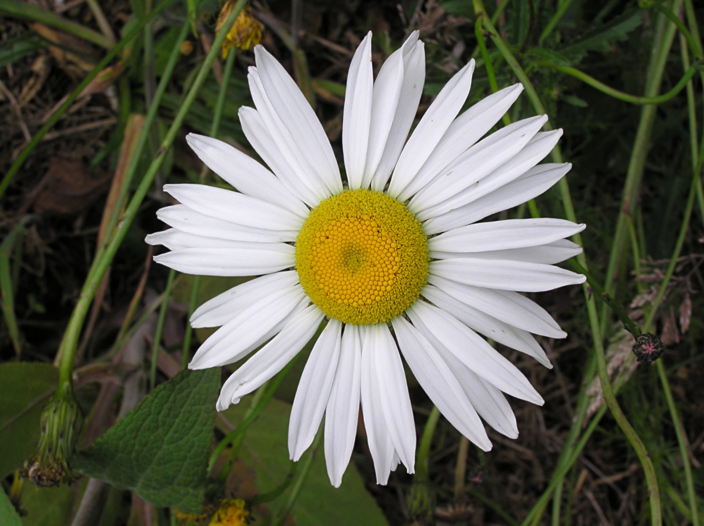 Ox Eye Daisy Nice Garden Flower by Seed Kingdom 1 OZ Seeds - Walmart.com