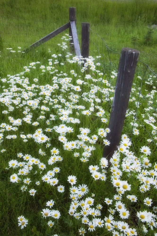 Ox-Eyed Daisies And Fenceline Alberta Canvas Art - Darwin Wiggett Design Pics (22 x 34)