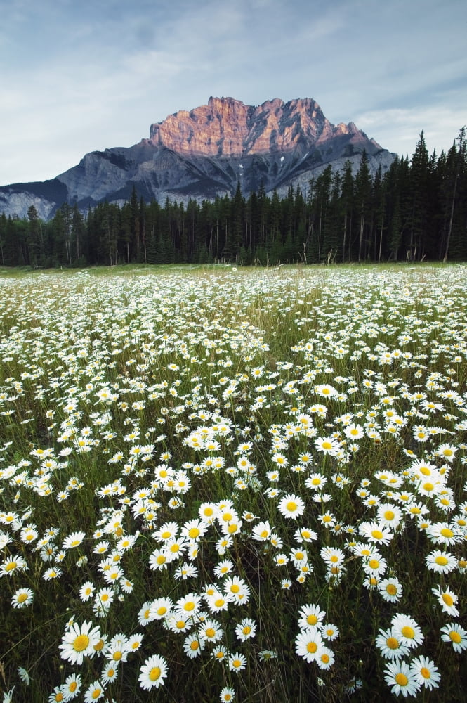 Ox-Eyed Daisies Cascade Mountain Banff National Park Alberta Canvas Art - Darwin Wiggett Design Pics (11 x 17)