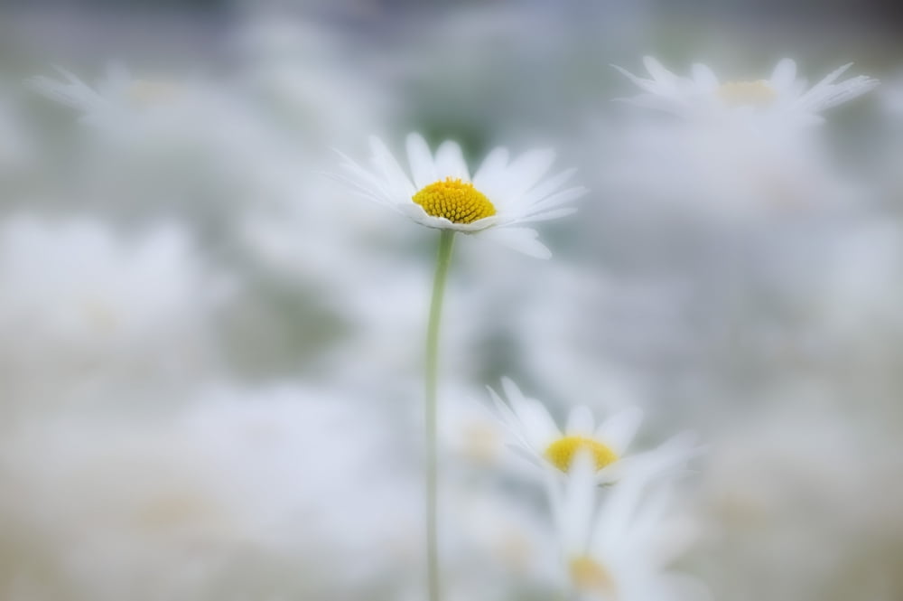 Ox-Eyed Daisies Kootenay National Park British Columbia Canvas Art - Darwin Wiggett Design Pics (17 x 11)