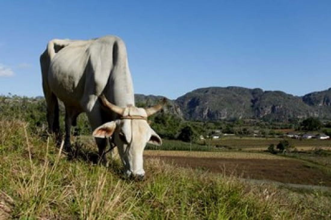 Ox Grazing Farm animals Vinales Cuba Canvas Art - Julien McRoberts DanitaDelimont (34 x 23)