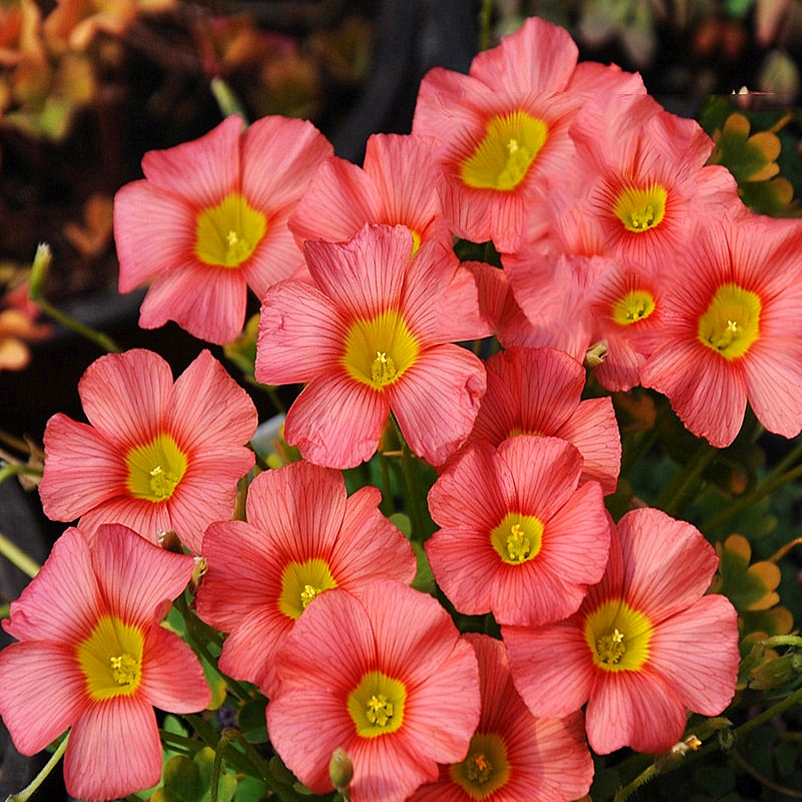 Oxalis Bulbs, Beginners, Potted Plants, Garden, Oxalis Root,Greening
