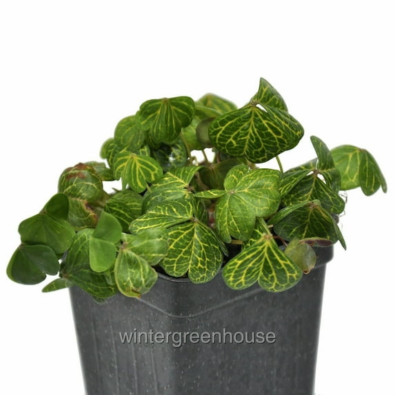 Oxalis Debilis Aureo-Reticulata, Oxalis Corymbosa - Pot Size: 3" (2.6x3.5") - Colorful Foliage, Houseplants