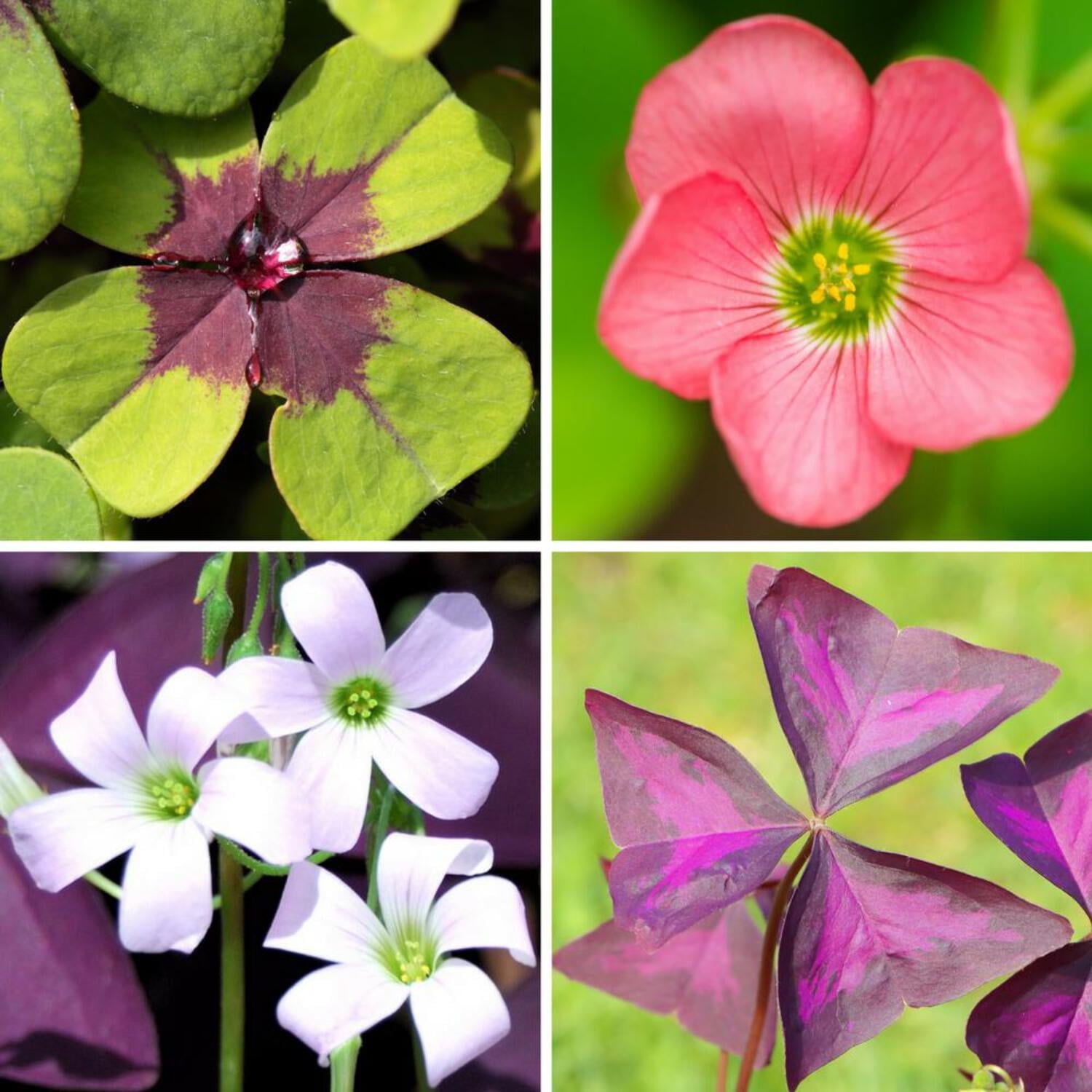 Easy to Grow Bulbs Oxalis - Thumbnail 4