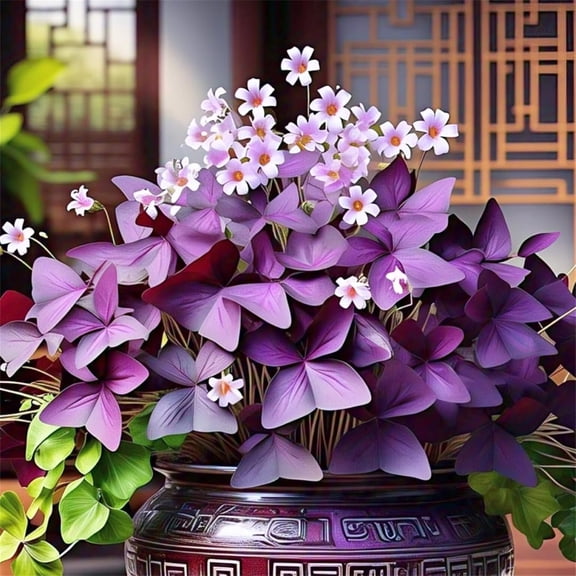 Oxalis Easy Grow-Low Maintenance Perennial-Suitable for Garden Beds,Pots and Planters`