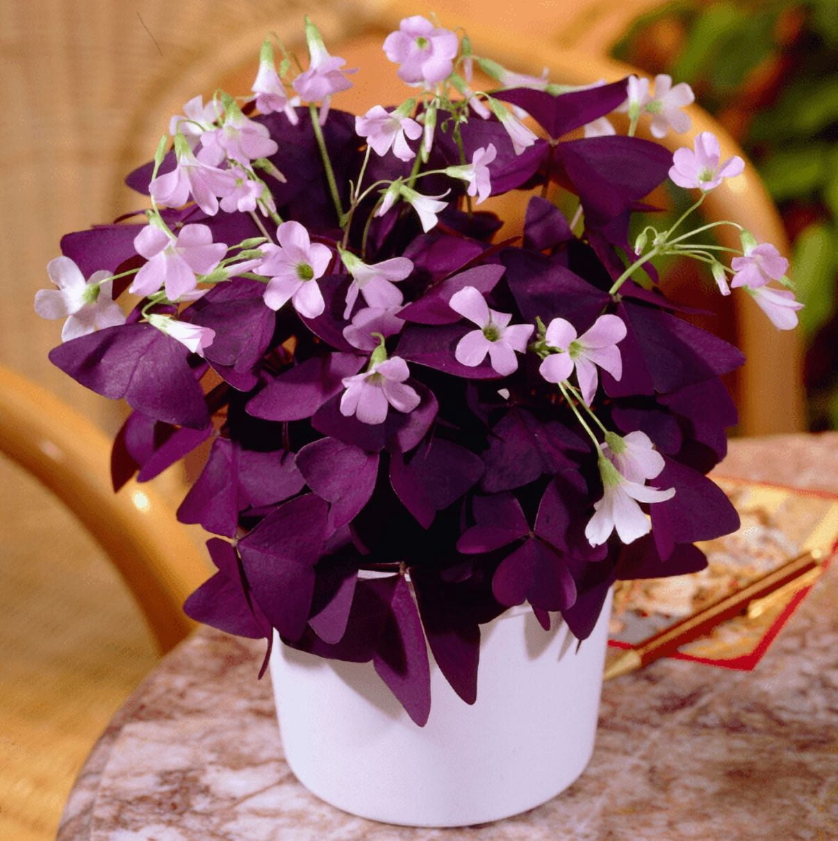 Oxalis Ebony Darker Purple Plant Live for Planting, Purple Shamrock Plant for Indoor Outdoor Garden 4 to 6 Inch Tall