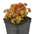 thumbnail image 1 of Oxalis Spiralis Aurea, Amber Plum Crazy, Shamrock - Pot Size: 3" (2.6x3.5") - House Plants, 1 of 6