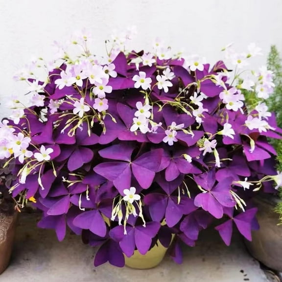 Oxalis Triangularis Bulbs - Purple Shamrock Bulbs - Good Luck Plant - Grow Indoors or Outdoors (10 Bulbs)