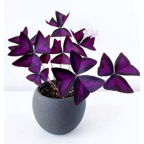 Oxalis Triangularis Bulbs - Purple Shamrock Bulbs - Good Luck Plant - Fast Growing Year Round Color Indoors or Outdoors - Oxalis Shamrock Bulbs - (5 Bulbs)