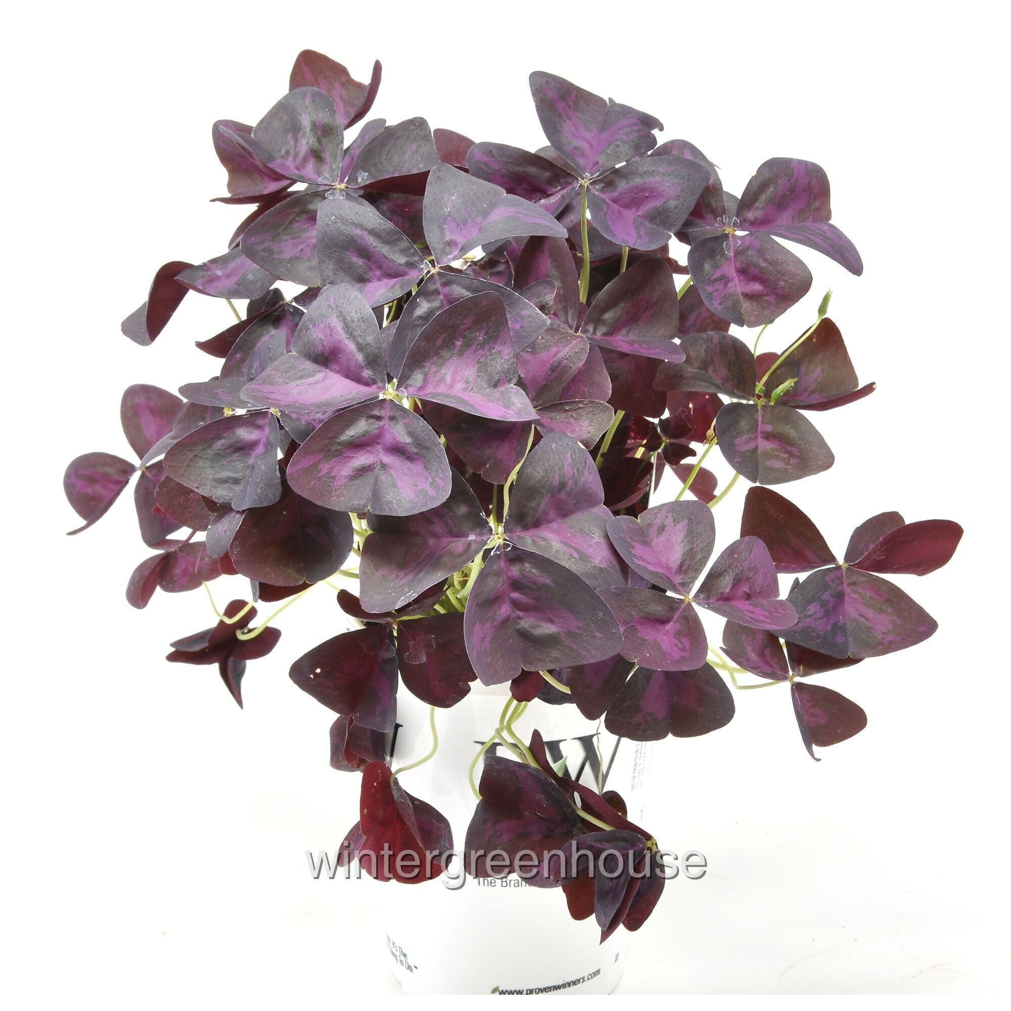 Oxalis Triangularis Charmed Wine - Live Indoor Blooming Plant, 4" Pot Size,  Colorful Foliage, Houseplants - Walmart.com