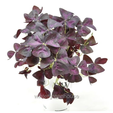 Oxalis Triangularis Charmed Wine - Pot Size: 3.5" - Colorful Foliage, Houseplants
