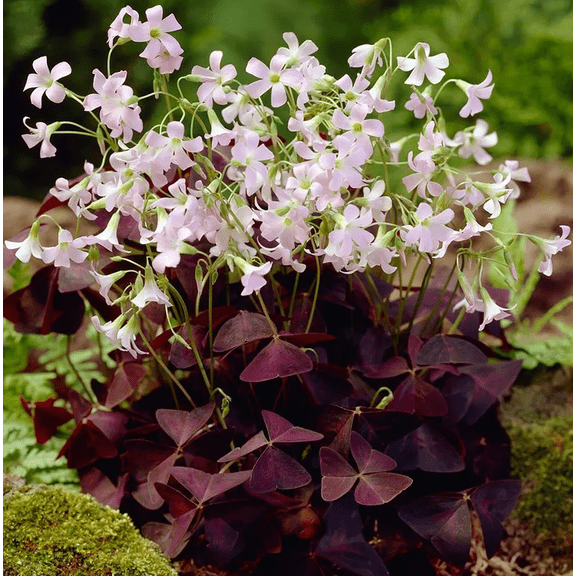 Oxalis Triangularis Live Plant, Purple Shamrock Plant Live, Oxalis Plant Live 4 Inch Pot, Oxalis Triangularis Purple