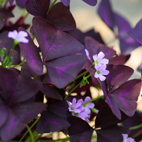 Easy to Grow Oxalis Triangularis Purple Shamrock 20 Plant Bulbs, Spring to Summer
