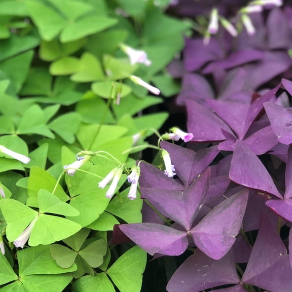 Easy to Grow Oxalis Triangularis & Regnellii Collection 40 Plant Bulbs, Spring to Summer
