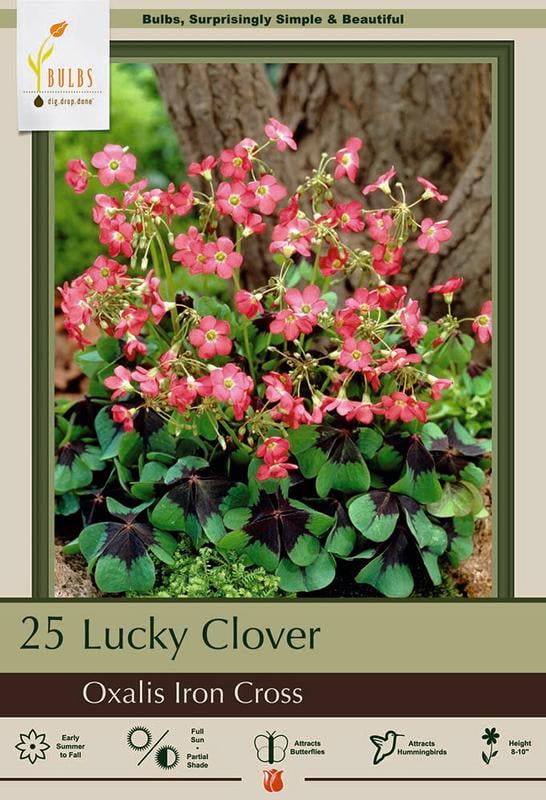 Oxalis deppei Iron Cross Shamrock Edible Leaves 20 Bulbs
