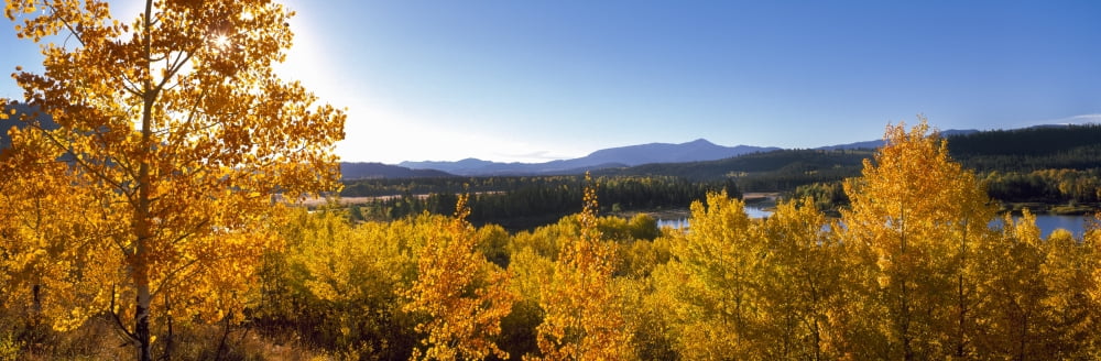 Oxbow Bend trees on Snake River Grand Teton National Park Wyoming USA Canvas Art - Panoramic Images (27 x 9)