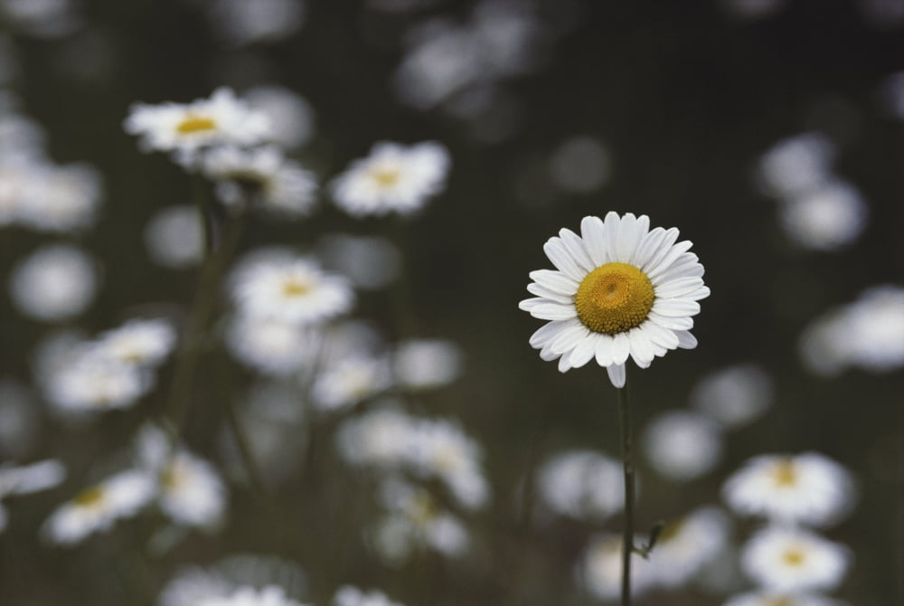 Oxeye Daisy [Chrysanthemum Leucanthemum] Naturalized Temperate Canvas Art - Greg Vaughn Design Pics (38 x 24)